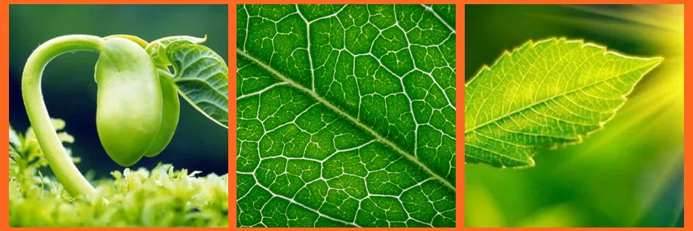 Photosynthesis