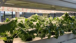 led for growing plants led for growing plants