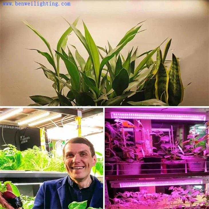 best grow lights for indoor plants