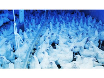 Синие светодиодные фонари для птицы